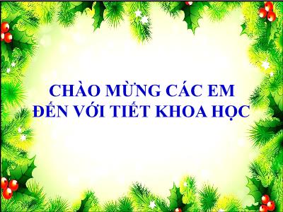 Bài giảng Khoa học Lớp 4 - Tuần 34, Ôn tập: Động vật và thực vật - Năm học 2022-2023 - Lê Thị Hằng Khánh
